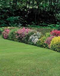 Le choix d'un arbre pour haie : Collection Haie Fleurie D Ete Extra 6 Arbustes Haie A Fleurs Jardin
