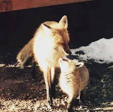 Spring Must Be Here It S Baby Fox Season In Breckenridge Co Photo Credit Makasnow88 On Instagram Breckenridge Vacation Rentals Breckenridge Vacation