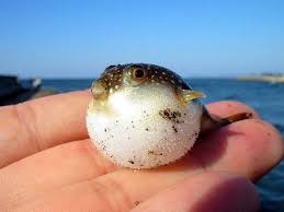 Blowfish Cute Fish Baby Fish Dangerous Animals