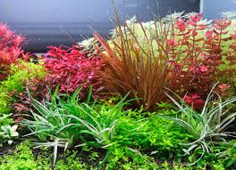 Image result for Eriocaulon