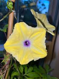 Image result for Ipomoea tuberculata