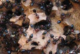 Ants integrate numerous sources of information to coordinate collective activities of foraging, e.g. Chemical Profile Of Ants Adapts Rapidly