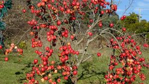 If you trust us with your fruit tree pruning you will notice a benefit from your next fruit harvest. Peter Cundall How To Train Your Fruit Trees The Weekly Times