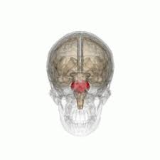 Image result for Pons