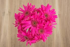 Image result for Gerbera