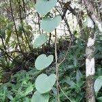 Image result for Cissampelos torulosa