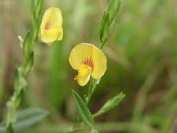 Image result for Zornia glochidiata