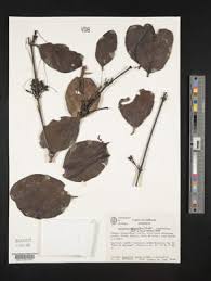 Image result for Agelanthus krausei