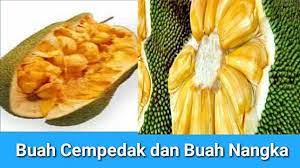 Ukuran kedua buah ini cukup besar dan memiliki duri pada kulitnya. Ini Dia Perbedaan Buah Cempedak Dan Buah Nangka Cilacap Info Line Today