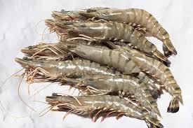 Prawn (ඉස්සා) Medium - 500G (31 To 40Pcs Per Kg) – Oceans Best