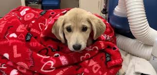 Browse oodle flagstaff, az classifieds to find everything you need. Lucky Dog Pup Thrown From Flagstaff Crash Found Rescued After 13 Days Critter Corner Azfamily Com