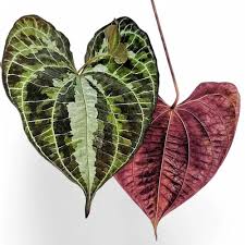 Image result for Dioscorea asteriscus