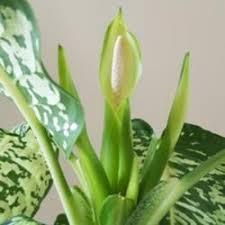 Image result for dieffenbachia flower