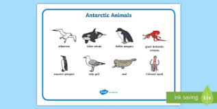 Free printable arctic animals coloring pages. Antarctic Animals Colouring Pages