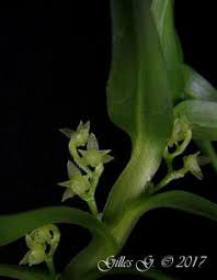 Image result for Angraecum chamaeanthus