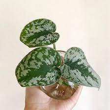 Jual scindapsus silver splash dengan harga rp50.000 dari toko online dzikri florist, kab. Jual Produk Scindapsus Silver Termurah Dan Terlengkap Juli 2021 Bukalapak