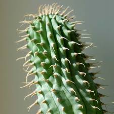 Image result for Hoodia currorii