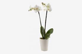 Orchids can be found in almost every country in the world except for antarctica. Orchid Care How To Care For Orchids The Strategist