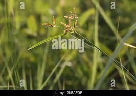 Image result for Cyperus sp.no.9