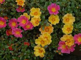 Purslane plant features hot, dry conditions are no match for purslane. How To Grow And Care For Portulaca World Of Succulents