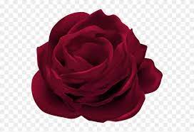 Gambar lukisan bunga mawar collection wallpaper bunga ros blog teraktual, image source. Dark Red Rose Flower Png Clip Art Image Bunga Mawar Merah Png Transparent Png 439614 Pinclipart