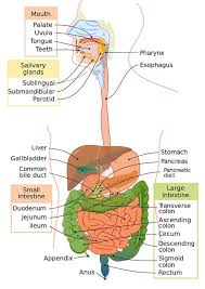 digestive system definition function and organs biology