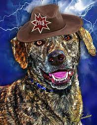 Dog Doglover Petographs Thedogconnection Love Dogs Canine Community Pets