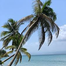 It is a true biological fantasy… check out our blog to find out the latests news from bocas del toro! What To Do And See In Bocas Del Toro Province Panama The Best Beaches