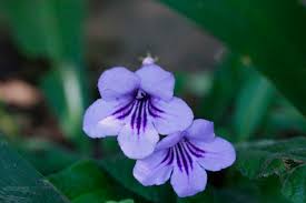 Image result for Streptocarpus glandulosissimus