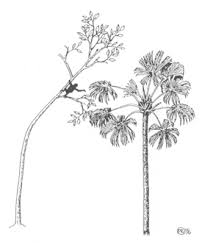 Image result for Mimulopsis arborescens