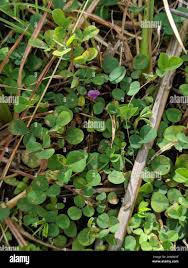 Image result for Grona triflora