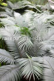 Image result for Cycas thouarsii