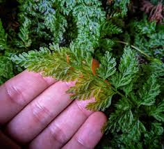 Image result for Vandenboschia