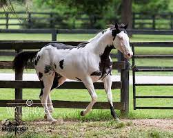 Pin On Horses