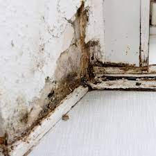 Schimmel in der wohnung ist eine gefährliche sache. Diese Mangel In Der Wohnung Rechtfertigen Eine Kurzung Der Miete Geld