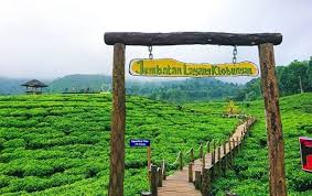 Nah, berapa harga tiket masuk (htm) tanjung benoa tahun 2021? Kebun Teh Gunung Gambir Kebun Indah Yang Nyaris Terlupakan Di Pedalaman Jember Pinthar Net