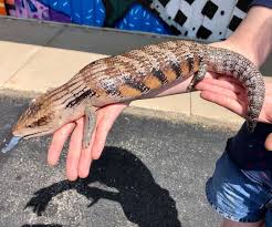 Blue tongue skinks are large and heavy. Pin On Lizards