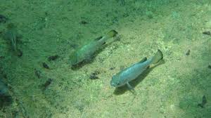 Image result for Dissotis falcipila