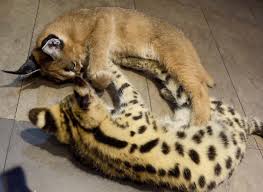 Serval Savannah Caracal And Ocelot Kittens For Sale Santa Barbara Claseek Global