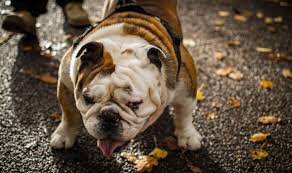 They can range from $2,000 to $4,000. End Of The English Bulldog Calls For Breed To Be Erased Due To Increasing Health Problems Science News Express Co Uk