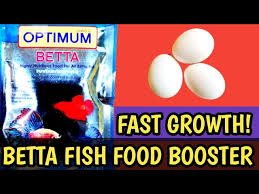 Betta Food For Fast Growth Optimum Betta Fish Food Booster Egg Yolk For Betta Fish Food Diy Youtube