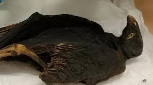 Maybe you would like to learn more about one of these? Selain Di Mesir Mumi Burung Juga Ditemukan Di Mesir Dan Gurun Atacama Tribunkaltim Wiki