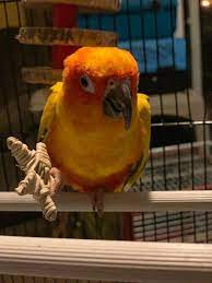 Adopt Tequila - Sun Conure On Petfinder Sun Conure Conure Conure Parrots