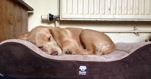 Extra large memory foam dog bed by friends forever. We Highly Recommend The Buddy Friends Memory Foam Mattress Animal Friends Pet Insurance