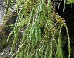 Image result for Huperzia gnidioides