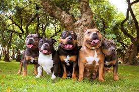 We did not find results for: American Bully Xl An Ultimate Guide To The Most Muscular Dog