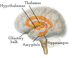 The Limbic System Your Emotional Brain Brainsinsight Com Limbic System Triune Brain Emotions
