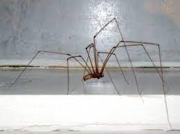 A l'issue des votes des jurys professionnels, la suisse et gjon's tears (tout l'univers) étaient en tête des votes avec 267 points. Les Araignees Les Plus Courantes Dans Les Habitations