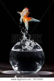 Goldfish Jump Poster Id 9010585 Goldfish Dark Backgrounds Black Paper Drawing