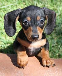 Dachshund in dogs & puppies for sale. Pin On Puppies